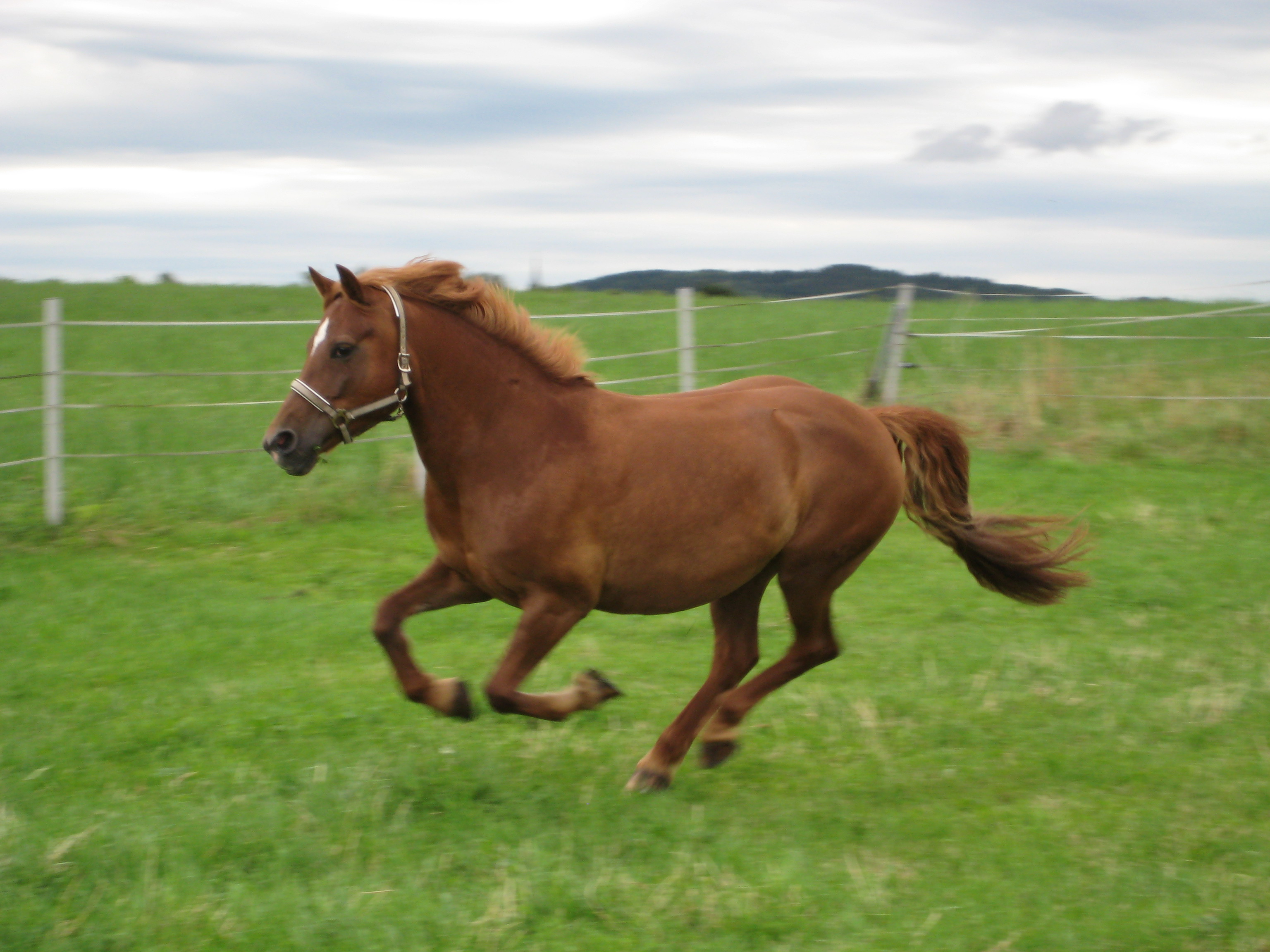 pferde (129)
